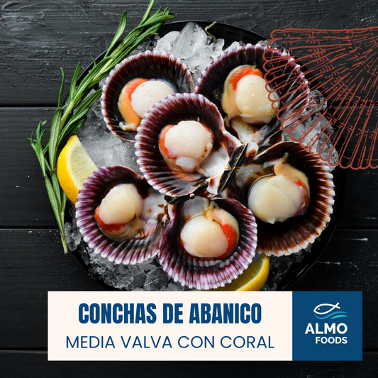 CONCHAS DE ABANICO (MEDIA VALVA)